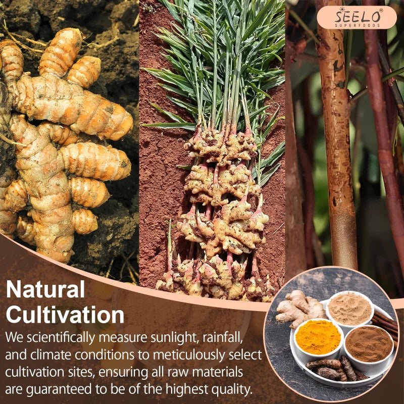 Premium Turmeric Ginger Cinnamon Health Tea Improve Digestion Support Brain Weight Skin Sleep Healthy Matcha Tea