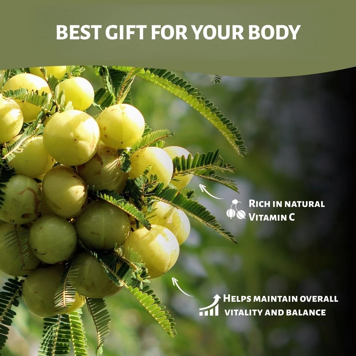 Wholesale with Good Quality Alma Juice Powder Alma Extract Powder Healthy Matcha Tea
